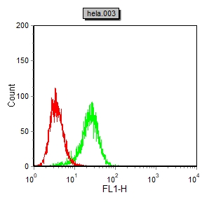 Flow cytometric analysis of hela cells using PAR1 mouse mAb (green) and negative control (red).