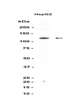 Western blot analysis of extracts from HepG2 cells using at 1:1000