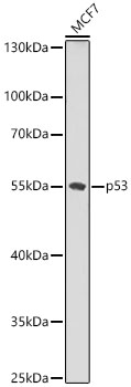 Western blot analysis of lysates from MCF7 cells using p53 Rabbit pAb  at 1:1000 dilution.
Secondary antibody: HRP-conjugated Goat anti-Rabbit IgG (H+L) at 1:10000 dilution.
Lysates/proteins: 25 μg per lane.
Blocking buffer: 3% nonfat dry milk in TBST.
Detection: ECL West Pico Plus.
Exposure time: 30s.
