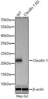 Western blot analysis of lysates from wild type (WT) and Claudin 1 knockdown (KD) Hep G2 cells using Claudin 1 Rabbit mAb at 1:1000 dilution incubated overnight at 4℃.
Secondary antibody: HRP-conjugated Goat anti-Rabbit IgG (H+L) at 1:10000 dilution.
Lysates/proteins: 25 μg per lane.
Blocking buffer: 3% nonfat dry milk in TBST.
Detection: ECL west Pico Plus.
Exposure time: 1s.