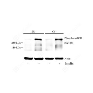 WB analysis of Phospho-mTOR.Sample: Protein treated by RIPA Lysis Buffer .Blocking buffer: 3% Nonfat dry milk in TBST, RT, 1h.Primary antibody: 1: 500, 4℃ overnight.Secondary antibody: HRP conjugated Goat Anti-Rabbit lgG , 1: 5000, RT, 1h.