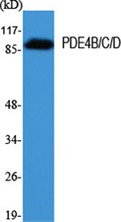 Western Blot analysis of various cells using PDE4B/C/D Polyclonal Antibody
