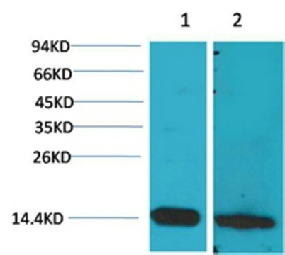 Western blot analysis of 1) Mouse Brain Tissue, 2) Rat Brain Tissue with S100β Rabbit pAb diluted at 1:2,000.