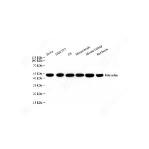 WB analysis of beta Actin.Sample: Protein treated by RIPA Lysis Buffer .Blocking buffer: 3% Nonfat dry milk in TBST, RT, 1h.Primary antibody: 1: 1000, 4℃ overnight.Secondary antibody: HRP conjugated Goat Anti-Rabbit lgG , 1: 5000, RT, 1h.