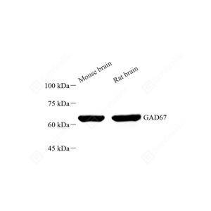WB analysis of GAD67.Sample: Protein treated by RIPA Lysis Buffer .Blocking buffer: 3% Nonfat dry milk in TBST, RT, 1h.Primary antibody: 1: 500, 4℃ overnight.Secondary antibody: HRP conjugated Goat Anti-Rabbit lgG , 1: 5000, RT, 1h.