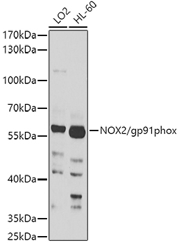 Western blot analysis of various lysates using NOX2/gp91phox Rabbit pAb at 1:1000 dilution.
Secondary antibody: HRP-conjugated Goat anti-Rabbit IgG (H+L) (AS014) at 1:10000 dilution.
Lysates/proteins: 25μg per lane.
Blocking buffer: 3% nonfat dry milk in TBST.
Detection: ECL Basic Kit.
Exposure time: 60s.