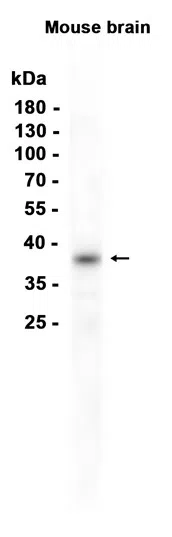 Western blot analysis of extracts from Mouse brain tissue using OLIG2 at 1:1000.