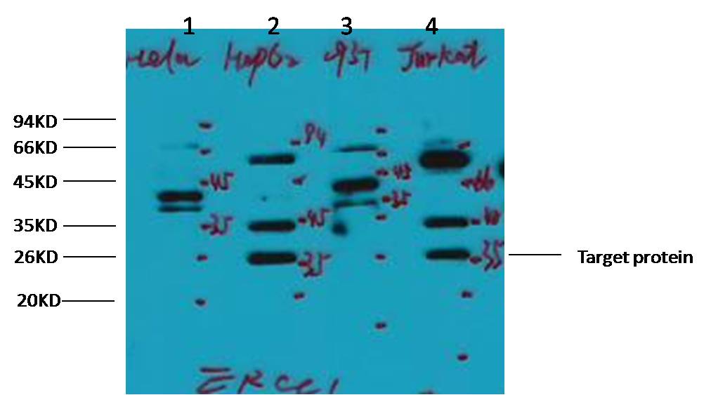 Western blot analysis of 1) Hela, 2) HepG2, 3) 293T, 4) Jurkat,with ERCC1 Mouse mAb diluted at 1:2,000.