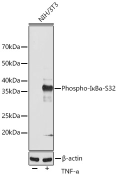 Western blot analysis of lysates from NIH/3T3 cells, using Phospho-IκBα-S32 Rabbit mAb (AP0707) at 1:1000 dilution. NIH/3T3 and C6 cells were treated with TNF-α (20 ng/mL) at 37℃ for 30 minutes.
Secondary antibody: HRP-conjugated Goat anti-Rabbit IgG (H+L) at 1:10000 dilution.
Lysates/proteins: 25μg per lane.
Blocking buffer: 3% nonfat dry milk in TBST.
Detection: ECL West Pico Plus.
Exposure time: 120s.