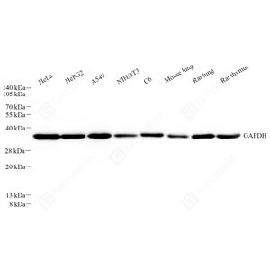 WB analysis of GAPDH.Sample: Protein treated by RIPA Lysis Buffer .Blocking buffer: 3% Nonfat dry milk in TBST, RT, 1h.Primary antibody: 1: 5000, 4℃ overnight.Secondary antibody: HRP conjugated Goat Anti-Rabbit lgG , 1: 5000, RT, 1h.