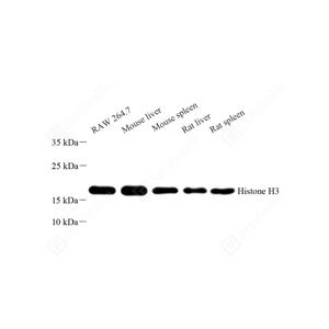 WB analysis of Histone H3.Sample: Protein treated by RIPA Lysis Buffer .Blocking buffer: 3% Nonfat dry milk in TBST, RT, 1h.Primary antibody: 1: 300, 4℃ overnight.Secondary antibody: HRP conjugated Goat Anti-Rabbit lgG , 1: 5000, RT, 1h.