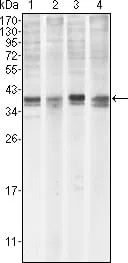 Western blot analysis using MCL1 mouse mAb against Hela (1), BCBL-1 (2), Jurkat (3) and HL60 (4) cell lysate.