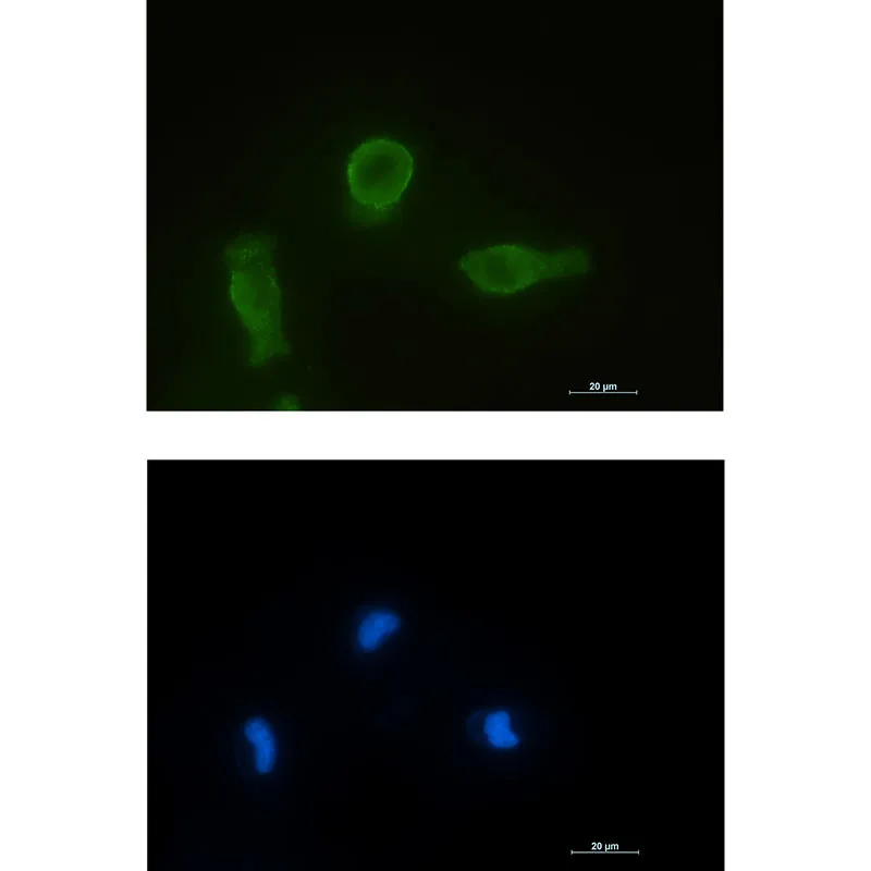 Immunocytochemistry analysis of Bcl-XL (green) in HT-1080 using Bcl-XL antibody,and DAPI(blue).