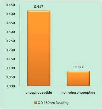 Western blot analysis of lysates from A549 cells treated with etoposide 25uM 24hours, using p38 MAPK (Phospho-Thr179+Tyr181) Antibody. The lane on the right is blocked with the phospho peptide.