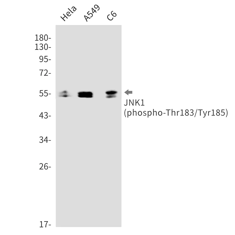 Western blot analysis of Phospho-JNK1 (Thr183/Tyr185) in Hela, A549, C6 lysates using Phospho-JNK1 (Thr183/Tyr185) antibody.