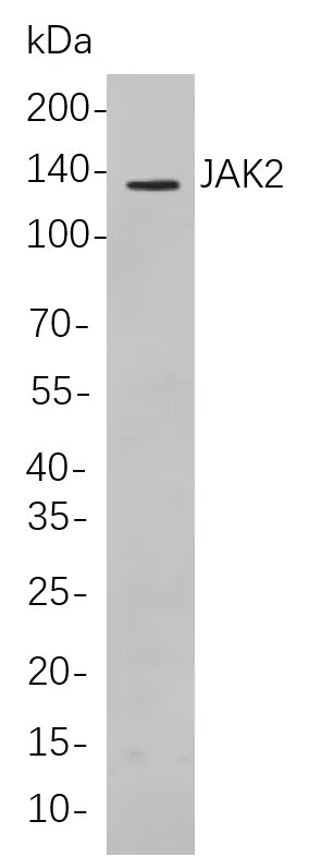 Western blot analysis of lysates from K562 cells, using JAK2 Rabbit mAb. The HRP-conjugated Goat anti-Rabbit IgG antibody was used to detect the antibody.