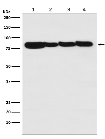 Western blot analysis of STAT3 in (1) A431 lysates; (2) Human liver lysates; (3) mouse heart lysates; (4) rat brain lysates using STAT3 antibody.