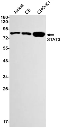 Western blot analysis of STAT3 in Jurkat, C6, CHO-K1 lysates using STAT3 antibody.