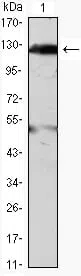 Western blot analysis using JAK2 mouse mAb against THP-1(1) cell lysate.