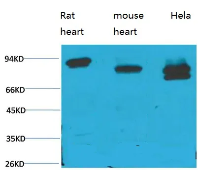 Western blot analysis of 1) Rat Heart Tissue, 2)Mouse Heart Tissue, 3) Hela with STAT3 Mouse mAb diluted at 1:2,000.