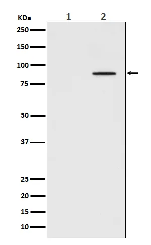 Western blot analysis of Phospho-STAT3 (Tyr705) expression in (1) HeLa cell lysate; (2) HeLa cell lysate treated with IFN-a.