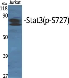 Western blot analysis of Phospho-STAT3 (Ser727) in various lysates using Phospho-STAT3 (Ser727) antibody.