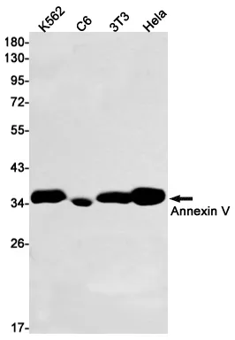 Western blot analysis of Annexin V in K562, C6, 3T3, Hela lysates using Annexin V antibody.