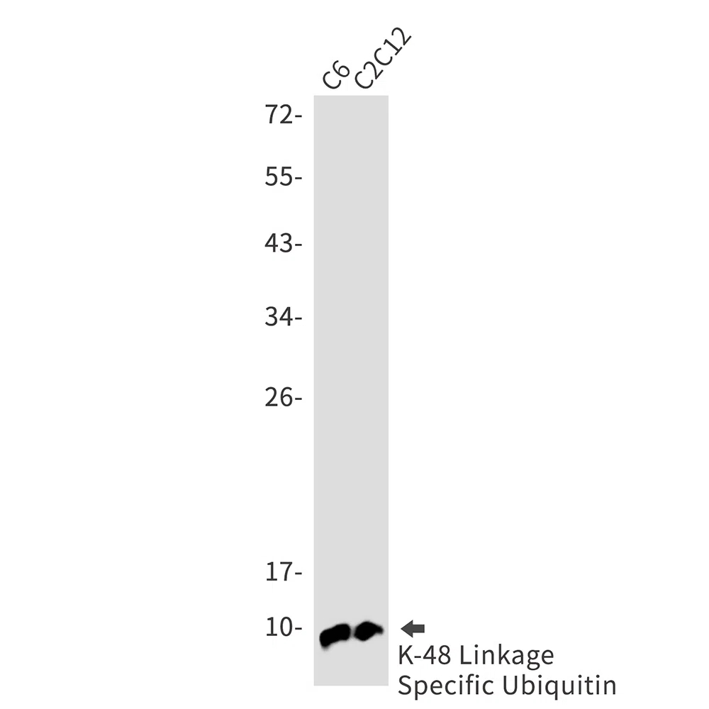 Western blot analysis of K48 Linkage Specific Ubiquitin in C6, C2C12 lysates using Ubiquitin K48 antibody.