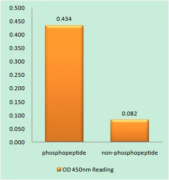 Enzyme-Linked Immunosorbent Assay ( Phospho-ELISA ) for Immunogen Phosphopeptide (Phospho-left) and Non-Phosphopeptide (Phospho-right), using Tau (Phospho-Ser262) Antibody