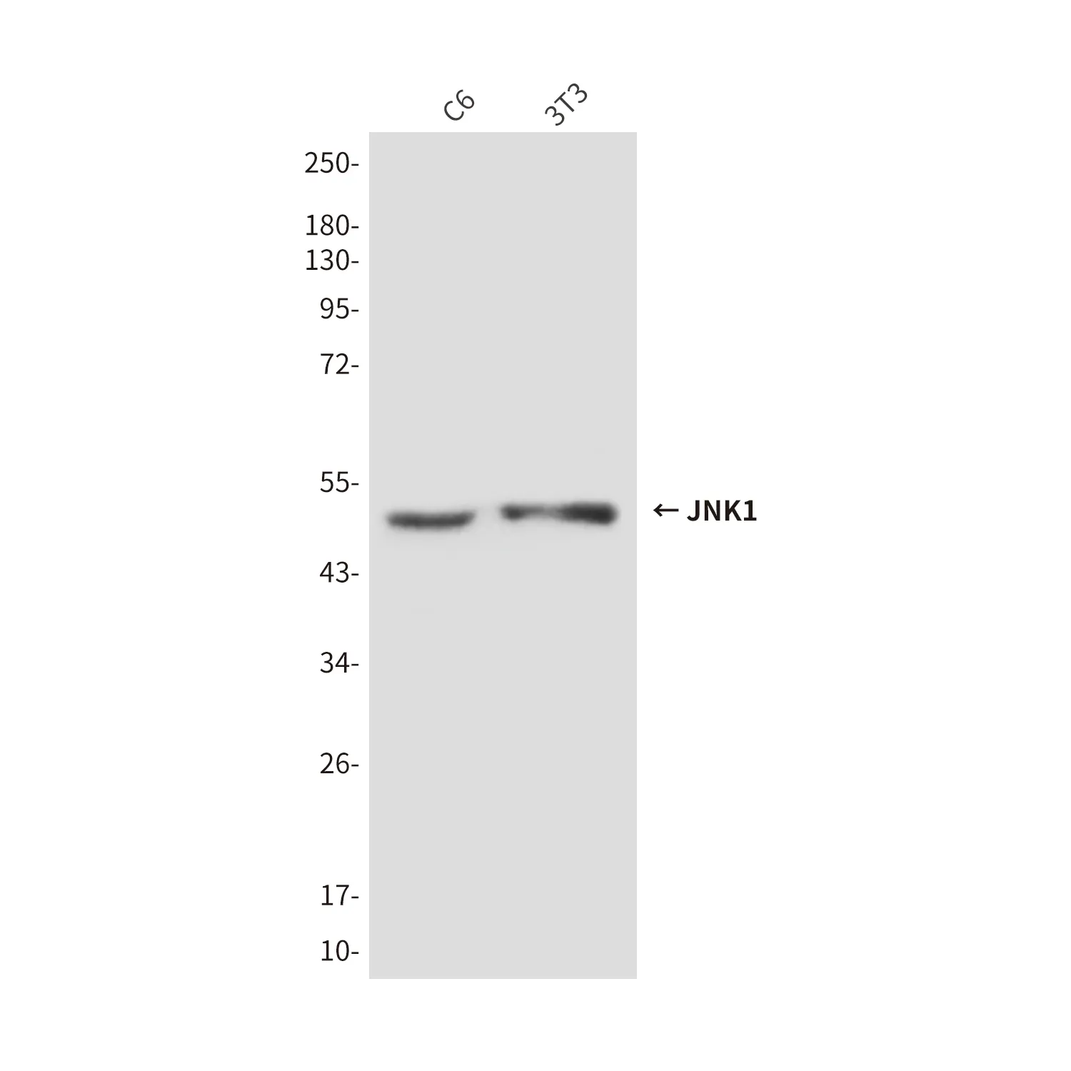 Western blot analysis of JNK1 in C6 and 3T3 lysates using JNK1 antibody.