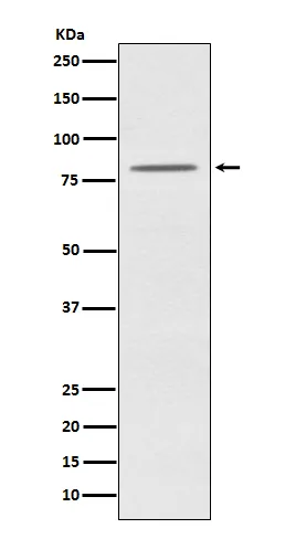 Western blot analysis of OPA1 expression in HeLa cell lysate.
