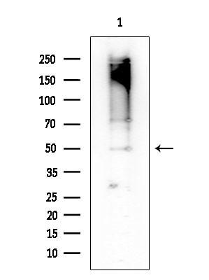 Western blot analysis of Phospho-VASP (Ser239) extracts from Mouse testis .