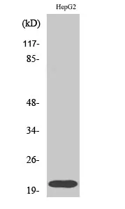 Western blot analysis of RhoA in HepG2 lysates using RhoA antibody.