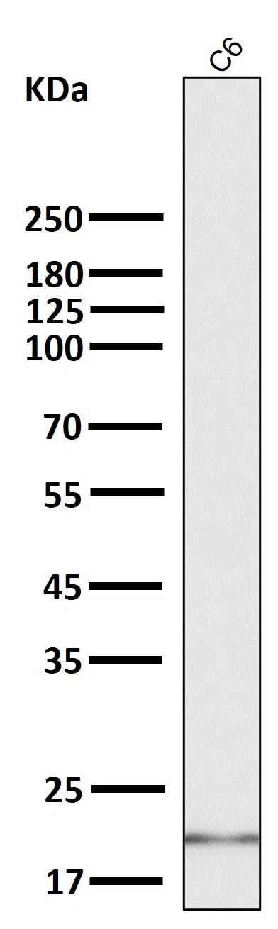 All lanes use the Antibody at 1:2K dilution for 1 hour at room temperature