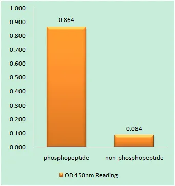 Enzyme-Linked Immunosorbent Assay （ Phospho-ELISA ） for Immunogen Phosphopeptide （Phospho-left） and Non-Phosphopeptide （Phospho-right）, using Histone H2A.X （Phospho-Ser139） Antibody