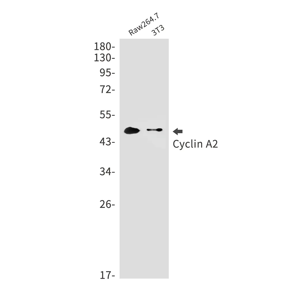 Western blot analysis of Cyclin A2 in Raw264.7, 3T3 lysates using Cyclin A2 antibody.