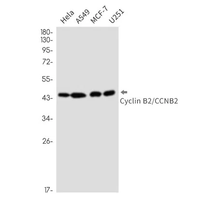 Western blot detection of Cyclin B2/CCNB2 in Hela,A549,MCF-7,U251 cell lysates using Cyclin B2/CCNB2 antibody(1:1000 diluted).