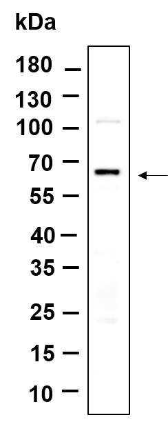 Western Blot with Recombinant PINK1 Monoclonal Antibody at dilution of 1:1000 dilution. LaneA: HeLalysate.