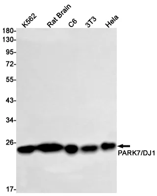 Western blot analysis of PARK7/DJ1 in K562, rat Brain, C6, 3T3, Hela lysates using PARK7/DJ1 antibody.