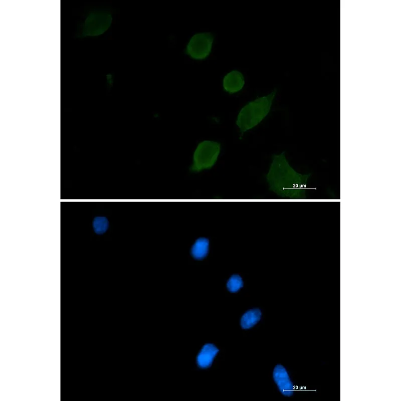 Immunocytochemistry analysis of Synaptophysin (green) in 3T3 using Synaptophysin antibody, and DAPI (blue).
