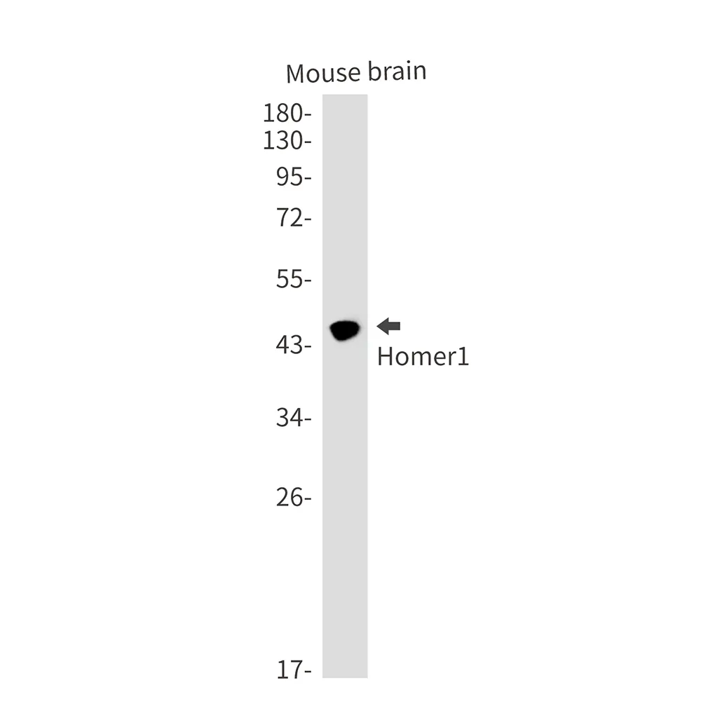 Western blot analysis of Homer1 in mouse brain lysates using Homer1 antibody.