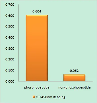 Enzyme-Linked Immunosorbent Assay (Phospho-ELISA) for Immunogen Phosphopeptide (Phospho-left) and Non-Phosphopeptide (Phospho-right), using NMDAR1 (Phospho-Ser896) Antibody