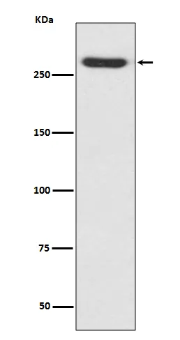 Western blot analysis of NG2 expression in A375 cell lysate.