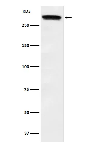 Western blot analysis of Huntingtin expression in HeLa cell lysate.