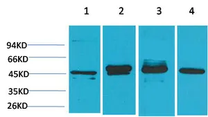 Western blot analysis of 1) Hela, 2) 293T, 3) Mouse Brain Tissue, 4) Rat Brain Tissue using GAP-43 Monoclonal Antibody.
