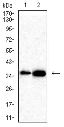 Western blot analysis using SOX2 mouse mAb against C6(1),F9(2) cell lysate.