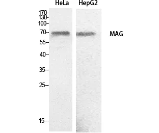 Western Blot analysis of HeLa, HepG2 cells using MAG Polyclonal Antibody. Secondary antibody was diluted at 1:20000