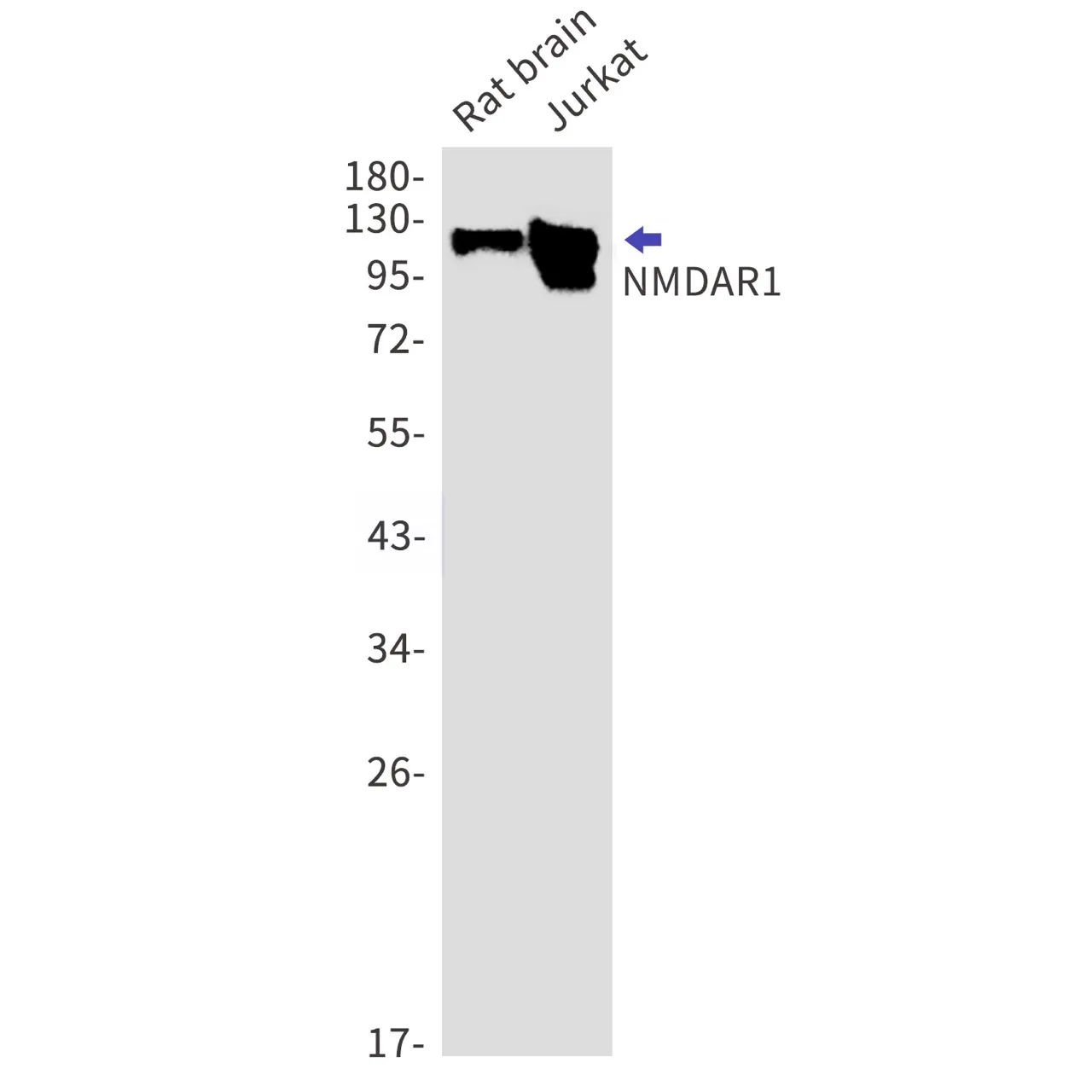 Western blot detection of NMDAR1 in Rat brain,Jurkat cell lysates using NMDAR1 antibody(1:1000 diluted).