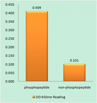 Enzyme-Linked Immunosorbent Assay （ Phospho-ELISA ） for Immunogen Phosphopeptide （Phospho-left） and Non-Phosphopeptide （Phospho-right）, using Synaptotagmin （Phospho-Ser309） Antibody