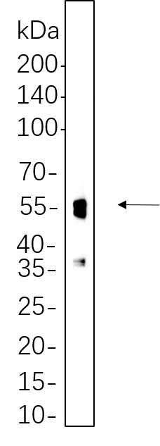 Mouse brain cell lysates were separated by 4-20% SDS-PAGE, and the membrane was blotted with NeuN Rabbit Monoclonal Antibody 1:1000. The HRP-conjugated Goat anti-Rabbit IgG(H + L) antibody was used to detect the antibody.